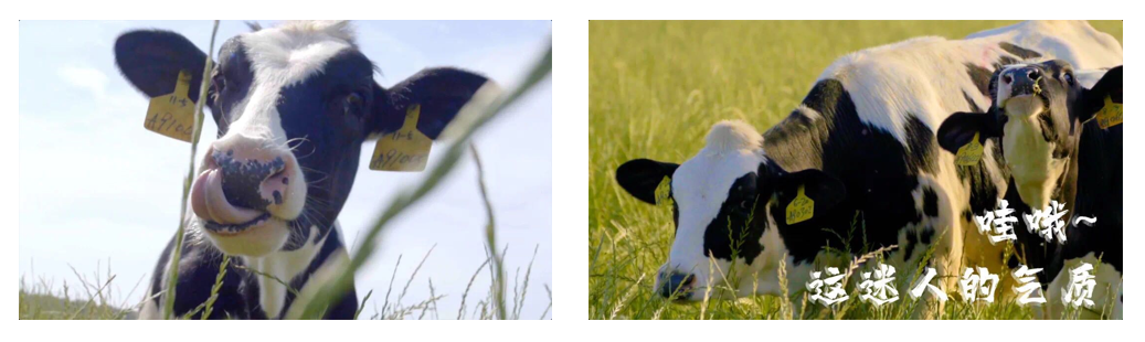 花花牛丨每天一杯奶，幸福健康喝出來！??！