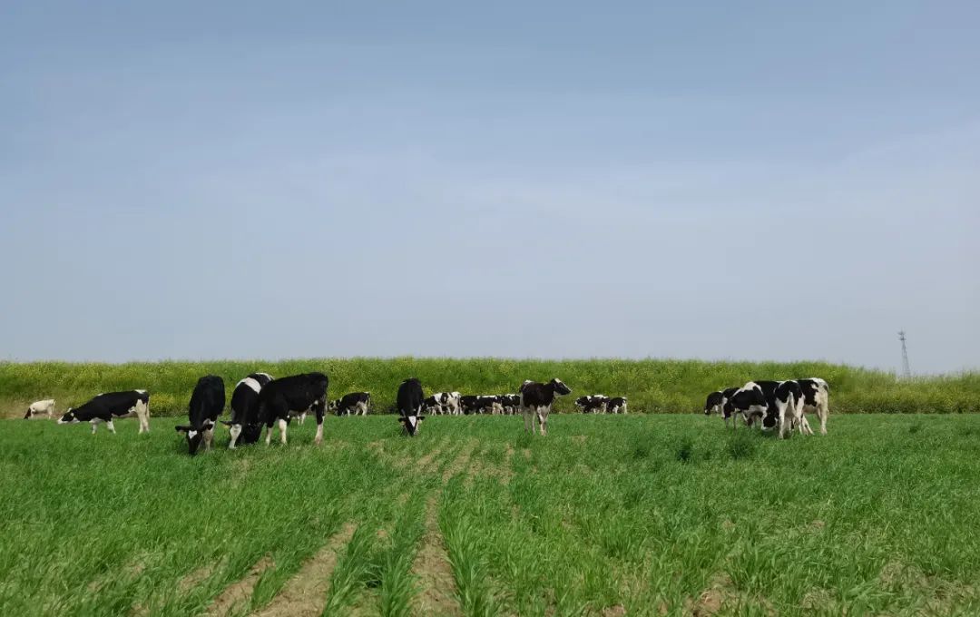 繼往開來 · 再創(chuàng)輝煌 | 花花牛乳業(yè)集團(tuán)召開9月營銷、養(yǎng)殖及飼料月度經(jīng)營工作會議