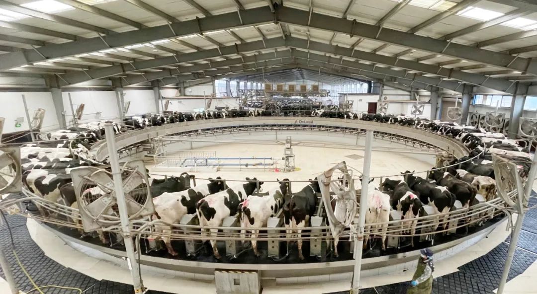 凝心聚力·贏創(chuàng)未來(lái) | 花花牛乳業(yè)集團(tuán)召開(kāi)營(yíng)銷、養(yǎng)殖及飼料經(jīng)營(yíng)工作會(huì)議