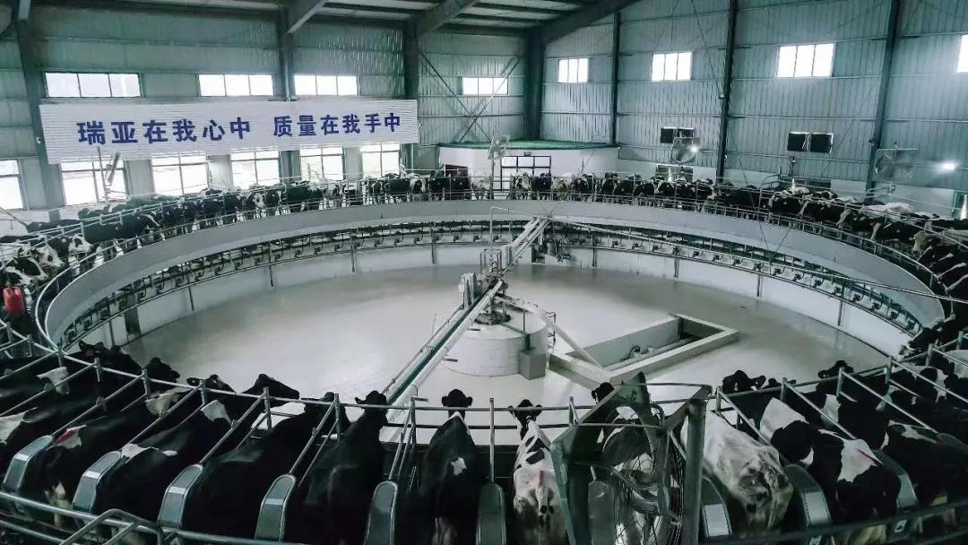 快訊 | 駐馬店市委副書記、市長(zhǎng)李躍勇一行蒞臨花花牛乳業(yè)集團(tuán)平輿瑞亞牧場(chǎng)調(diào)研