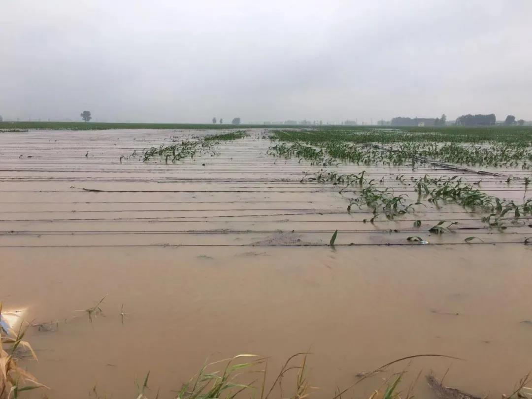 【乳報(bào)·聚焦】“豫”難而上的中原牛人“太中了”！