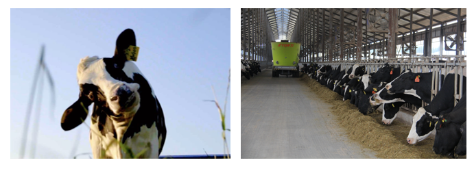 榮譽(yù) | 2019年度河南省美麗牧場名單新鮮出爐 花花牛乳業(yè)集團(tuán)旗下六個牧場榜上有名