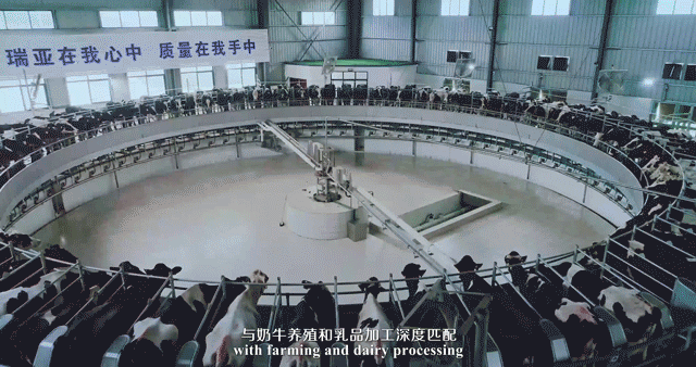 快訊 | 河南省委常委、省紀委書記、省監(jiān)委主任任正曉蒞臨花花牛乳業(yè)集團新蔡瑞亞牧場調(diào)研