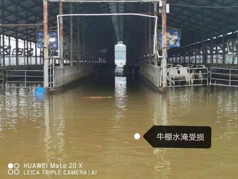 【乳報·聚焦】“豫”難而上的中原牛人“太中了”！