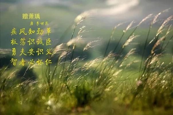 花花牛 | 疾風(fēng)來臨，你是不是勁草？
